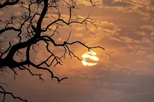 UNESCO World Heritage Site Botswana Prints: Silhouette, branches of a tree in front of sunset
