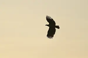 White Tailed Eagle Prints: Silhouette of an eagle in flight against a soft