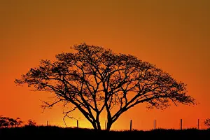 Evening Light Atmosphere Prints: Silhouette of a large tree at reddish sunset