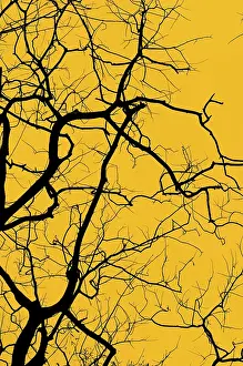 Deciduous Tree Silhouette Prints: Silhouette of tree