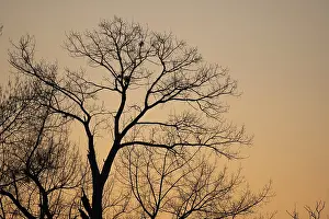Sunset In Western Europe Prints: Silhouette of a tree against the light at sunset