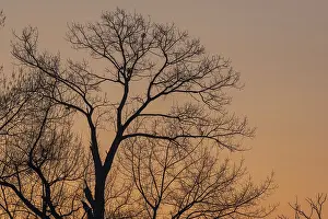 Backlit Tree Photo Prints: Silhouette of a tree against the light at sunset