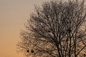 Backlit Tree Photo Prints: Silhouette of a tree against the light at sunset