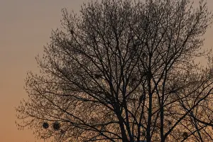 Soft Lightning Photography Prints: Silhouette of a tree against the light at sunset