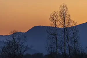 Tree Silhouette Photography Prints: Silhouette of a tree against the light at sunset