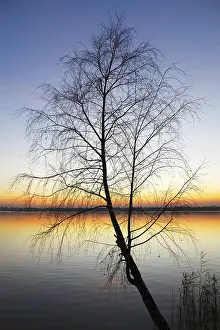 Cityscape At Dusk Prints: Silhouette tree at sunset