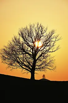 Lime Tree Switzerland Prints: Silhouettes of an oak tree (Quercus)