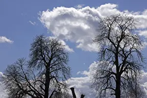 Cotswolds Landscape Prints: Silhouettes, trees, clouds, sky