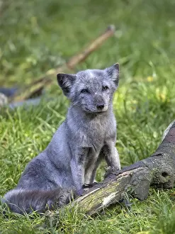 Wild Animal Habitat Conservation Prints: Silver fox in a clearing in the forest