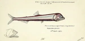 Silver Lightfish Print by Frank Edward Clarke