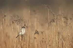 UNESCO World Heritage Site In Austria Prints: Singing on a thin blade of grass