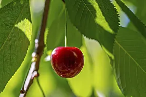 Cherry Tree Prints: A single cherry on a cherry tree