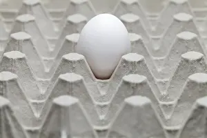 Single Egg in an Egg Carton Print