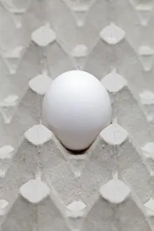 Studio Background Food Images Prints: Single egg in an egg carton