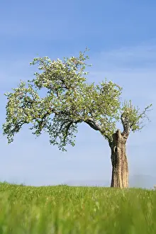 Uninhabited European Landscape Prints: Single flowering tree in spring