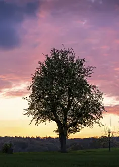 Colorful Evening Sky Germany Prints: A single fruit tree in a meadow in spring