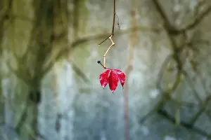 Wild Vine Prints: Single leaf with fruit cluster