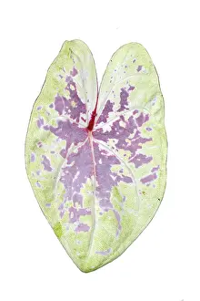 Ornamental Indoor Plant Prints: Single leaf of pink