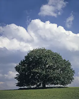 Lonely Tree Prints: Single limetree - summer