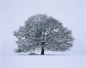 Remote Nature Scene Prints: Single limetree - winter