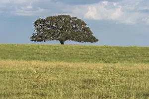 Agricultural Landscape Shot Prints: Single oak tree in an open field