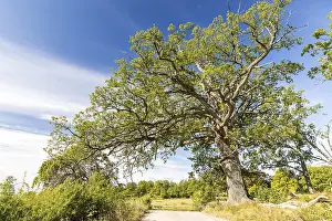 Scandinavian Coastal Scenery Prints: Single old tree, oak (quercus)