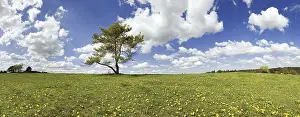 Cloudy Day In Germany Prints: Single pine with cloudy sky at Titting