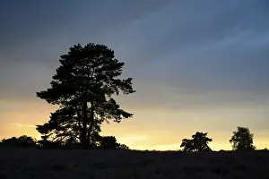 German Nature Reserve Landscape Photo Prints: Single pine tree in front of evening sky