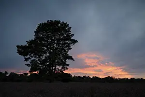 Evening Sky Germany Prints: Single pine tree in front of evening sky