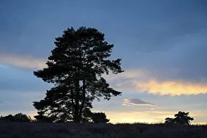 Natural Preserve Germany Prints: Single pine tree in front of evening sky