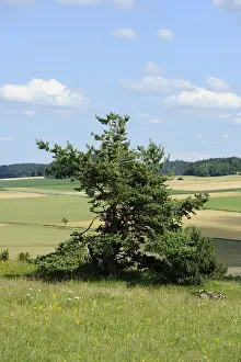 Green Meadow Landscape Photography Prints: Single pine tree on a green meadow with fields in the background