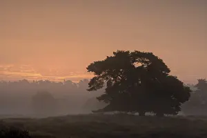 Sunrise In Germany Prints: Single pine tree in front of sunrise