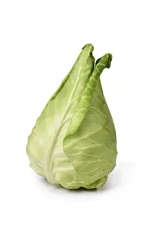 Brassicaceae Plant Prints: Single pointed cabbage vegetable on white background