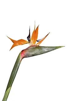 Orange Blossom Flower Prints: Single Strelitzia