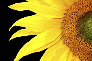 Orange Blossom Prints: Single sunflower