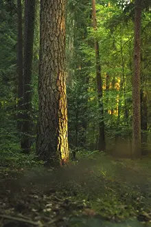 Single Tree Germany Prints: Single tree with dominant bark in the light