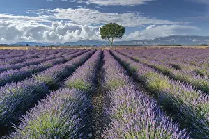 Lavender Field France Prints: Single tree at the end of rows of flowering lavender