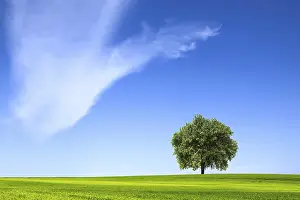 Solitary Tree Prints: Single tree on the grass field