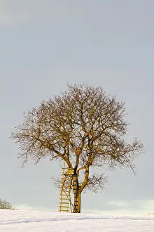 Single Tree In Snow Prints: A single tree with a high stand