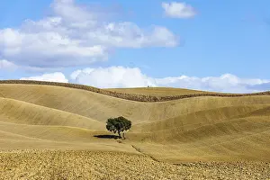 Blue Sky And White Clouds Prints: Single tree in hilly fields, against blue sky and white clouds