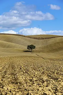 Cloudy Landscape Photo Prints: Single tree in hilly fields, against blue sky and white clouds