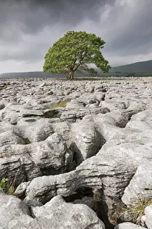 English Rural Landscapes Prints: Single tree in limestone landscape