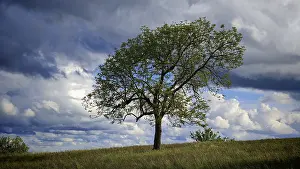 Cloudy Weather Forecast Prints: Single tree in a meadow under dramatic sky with clouds