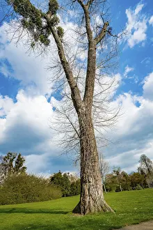 Blue Sky Background Prints: A Single Tree Standing Alone with Blue Sky and Grass