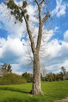 Blue Sky Background Prints: A Single Tree Standing Alone with Blue Sky and Grass
