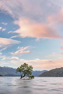 Lake Wanaka New Zealand Prints: Single tree standing in the water