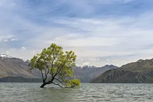 Lake Wanaka New Zealand Prints: Single tree standing in the water