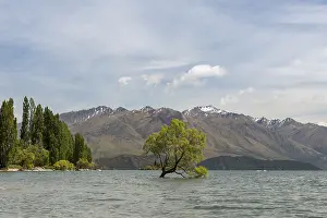 Lake Wanaka New Zealand Prints: Single tree standing in the water