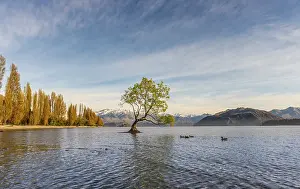 Single Tree In Water Prints: Single tree standing in water, The Wanaka Tree