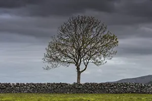 Cloudy Atmosphere Pictures Prints: Single tree with a stone wall and a dramatic sky